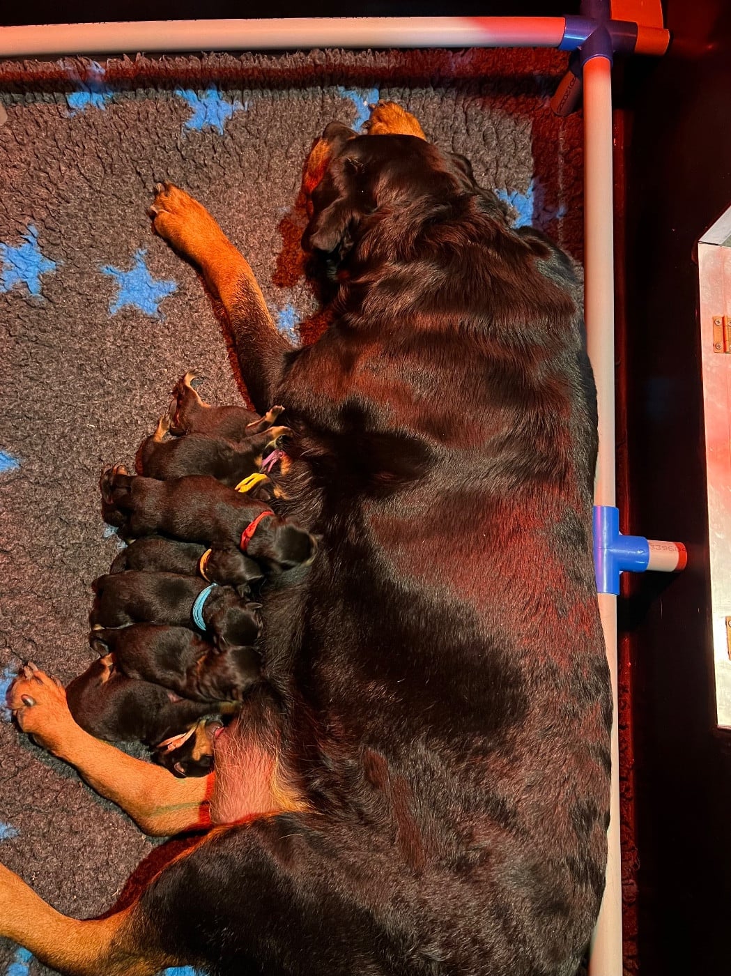 Rottweiler - Du Domaine Paradiziak