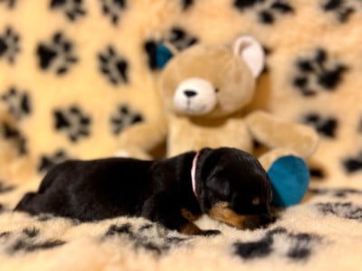 Les chiots de Rottweiler