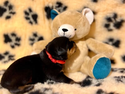 Les chiots de Rottweiler