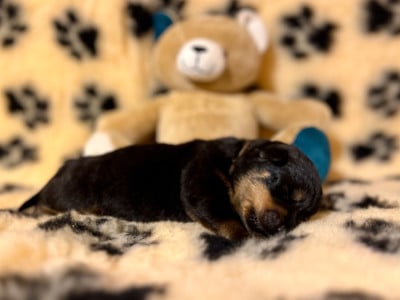 Les chiots de Rottweiler