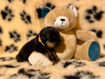 Les chiots de Rottweiler