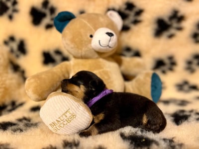 Les chiots de Rottweiler