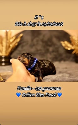 Femelle collier bleu marine - Rottweiler