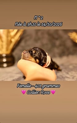 Femelle collier rose - Rottweiler