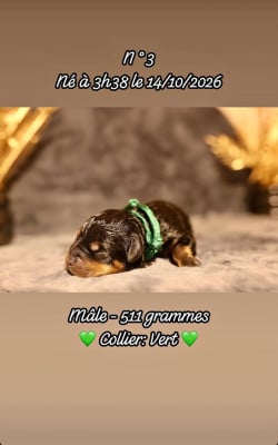 Mâle collier vert - Rottweiler