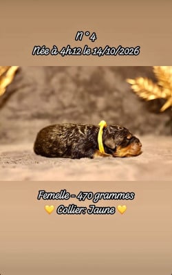 Femelle collier jaune - Rottweiler