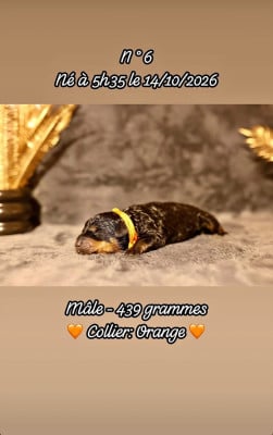 Mâle collier orange - Rottweiler