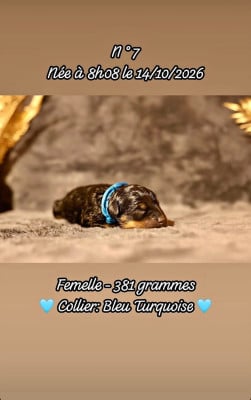 Femelle collier turquoise - Rottweiler