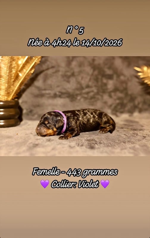 Rottweiler - Du Domaine Paradiziak