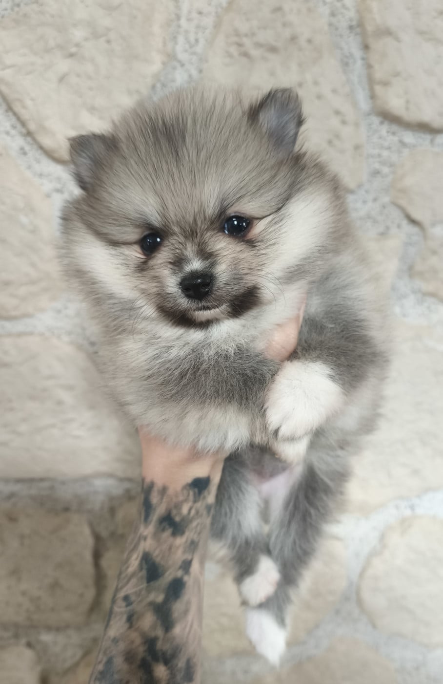 Spitz allemand - Des Guerriers Del Templo Mayor