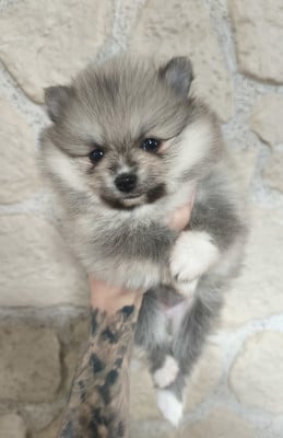 Les chiots de Spitz allemand