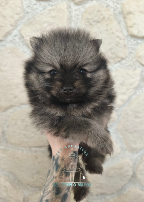 Les chiots de Spitz allemand