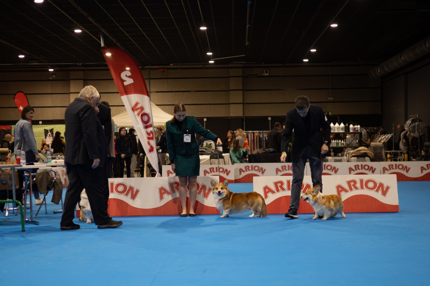 Fenrir ferarry stile - Excellent 1er CAC et CACIB - classe ouverte