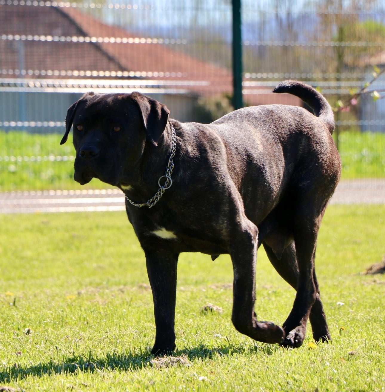 urka Du Royaume De Pandess