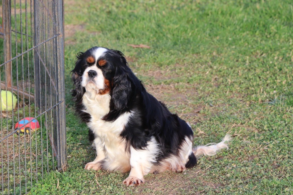 Reglisse bergerie d'argent