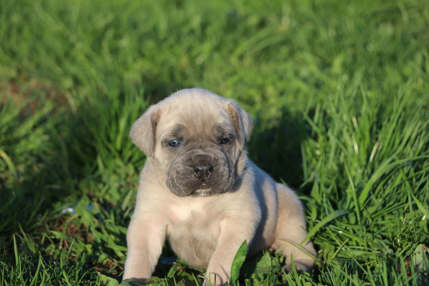 Cane Corso - Du Royaume De Pandess