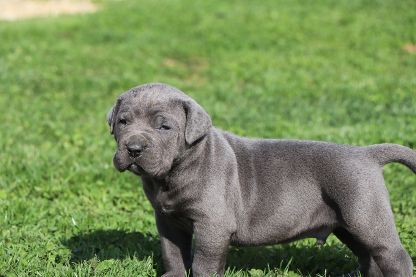 Cane Corso - Du Royaume De Pandess
