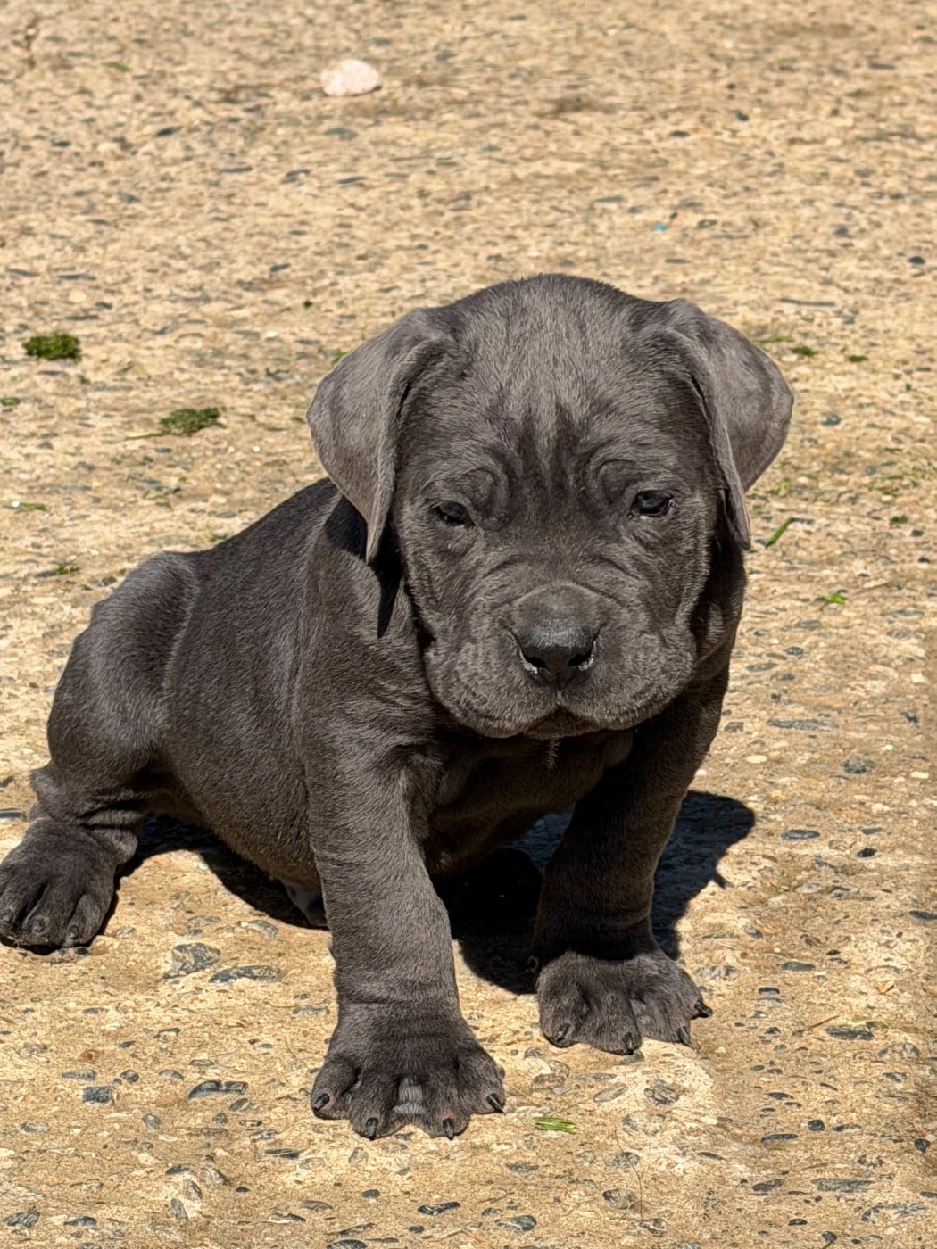 Cane Corso - Du Royaume De Pandess