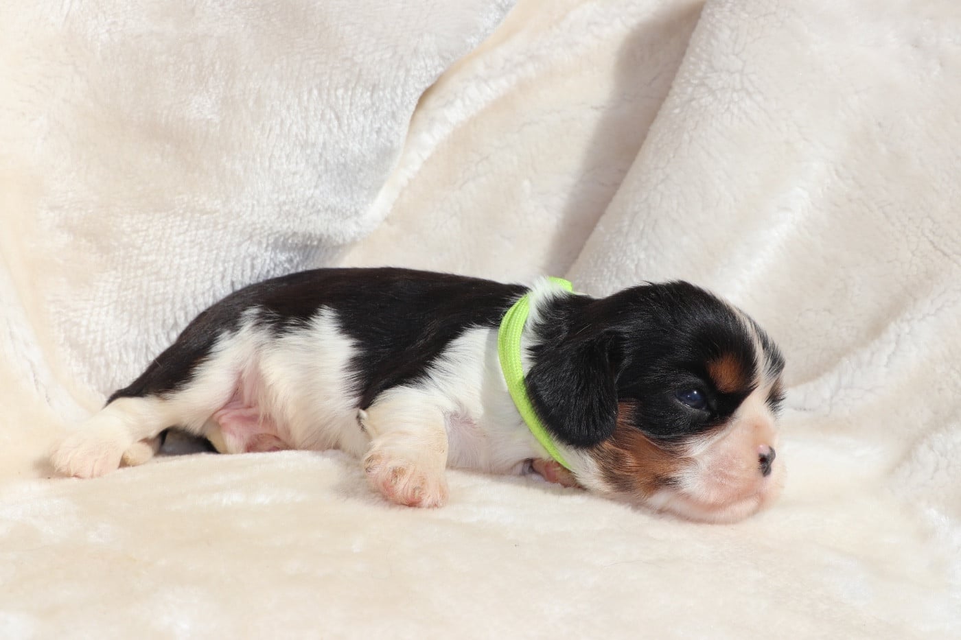 Chiot N°1