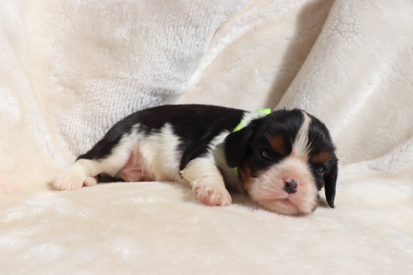 Chiot N°1