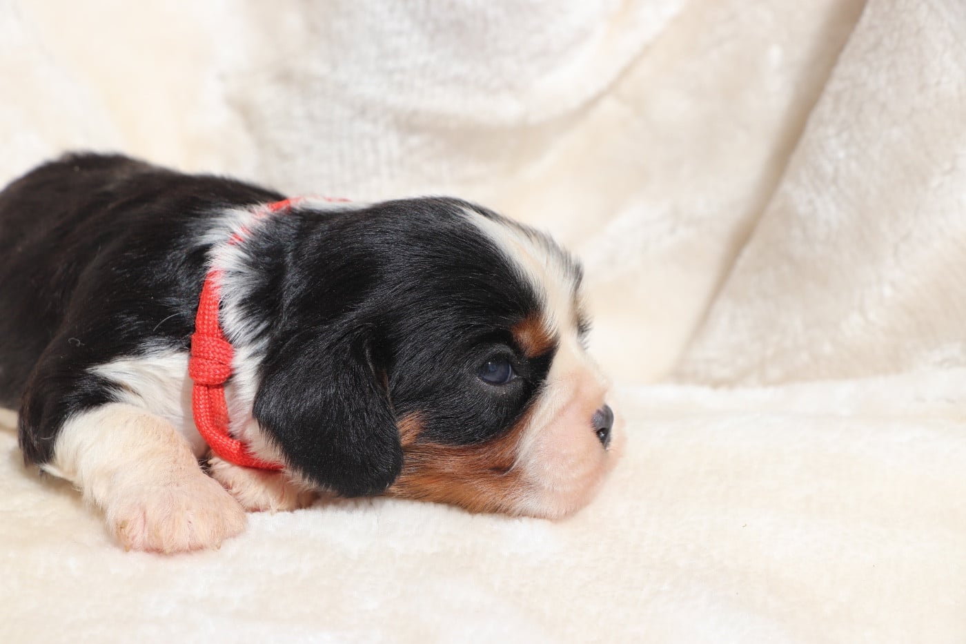 Chiot N°2