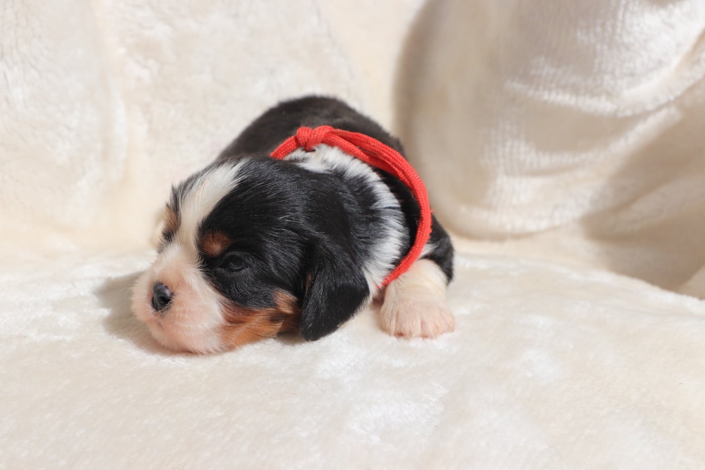Chiot N°2