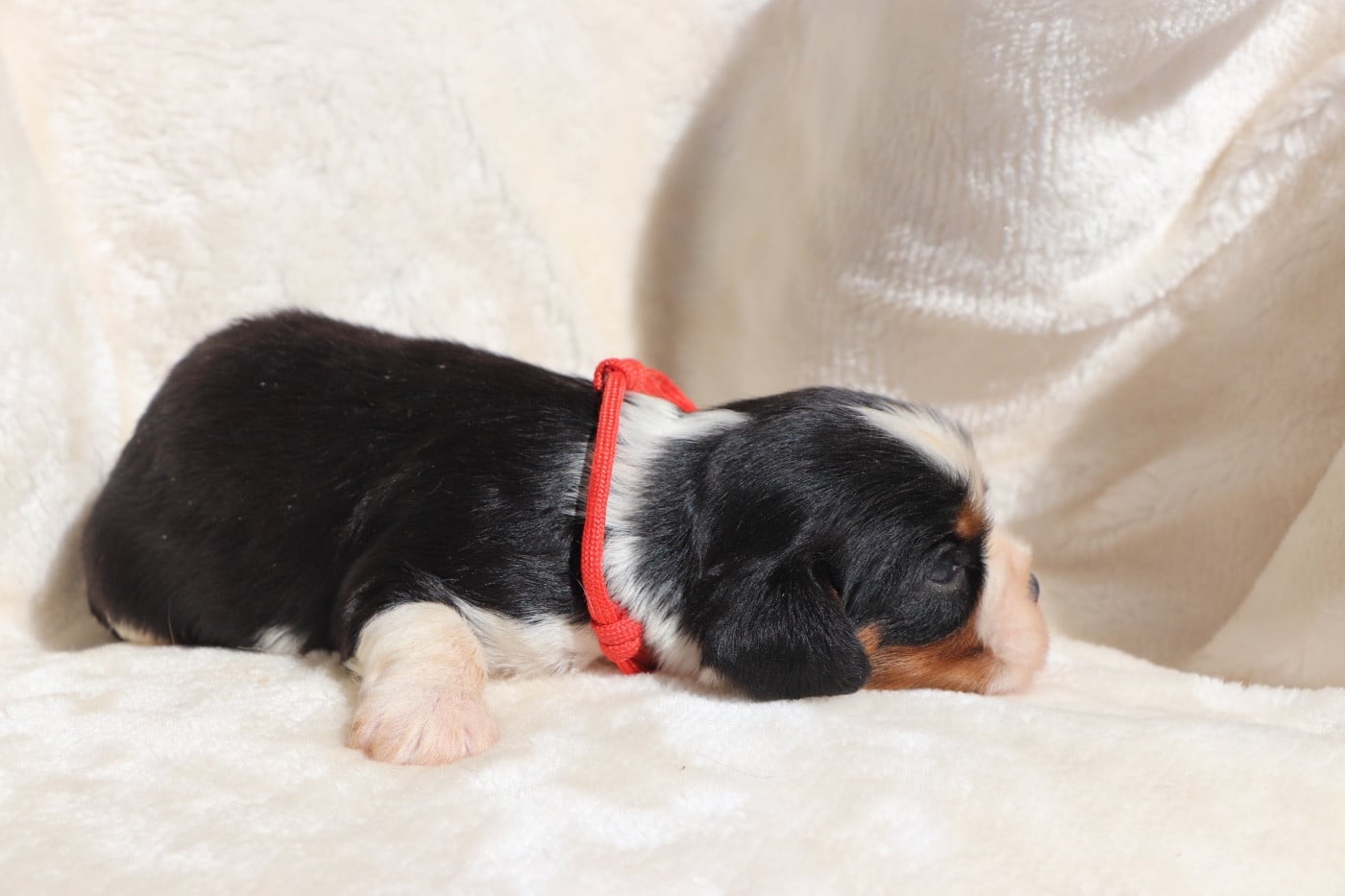 Chiot N°2