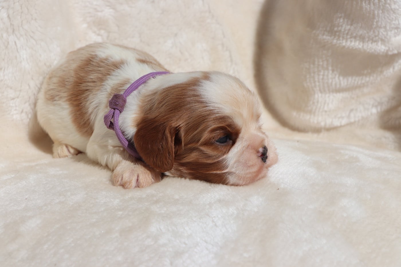 Chiot N°3