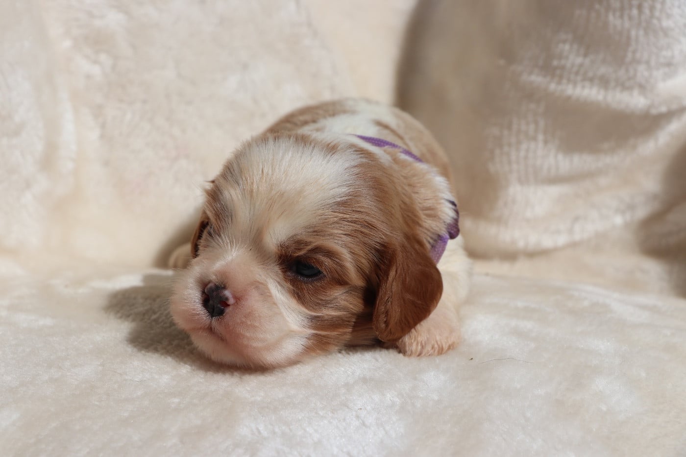 Chiot N°3