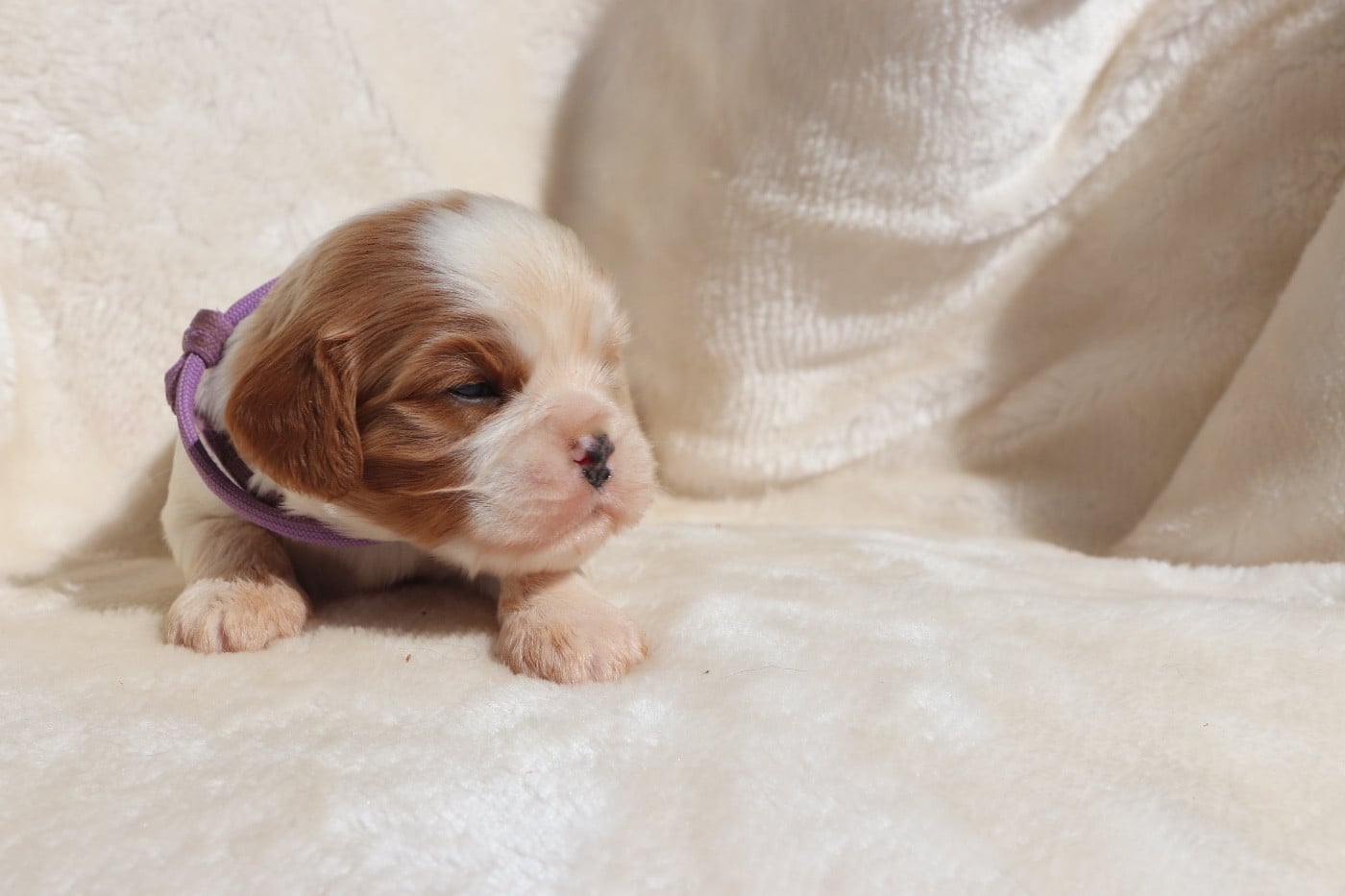 Chiot N°3
