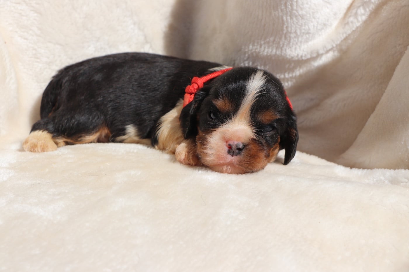 Chiot N°1