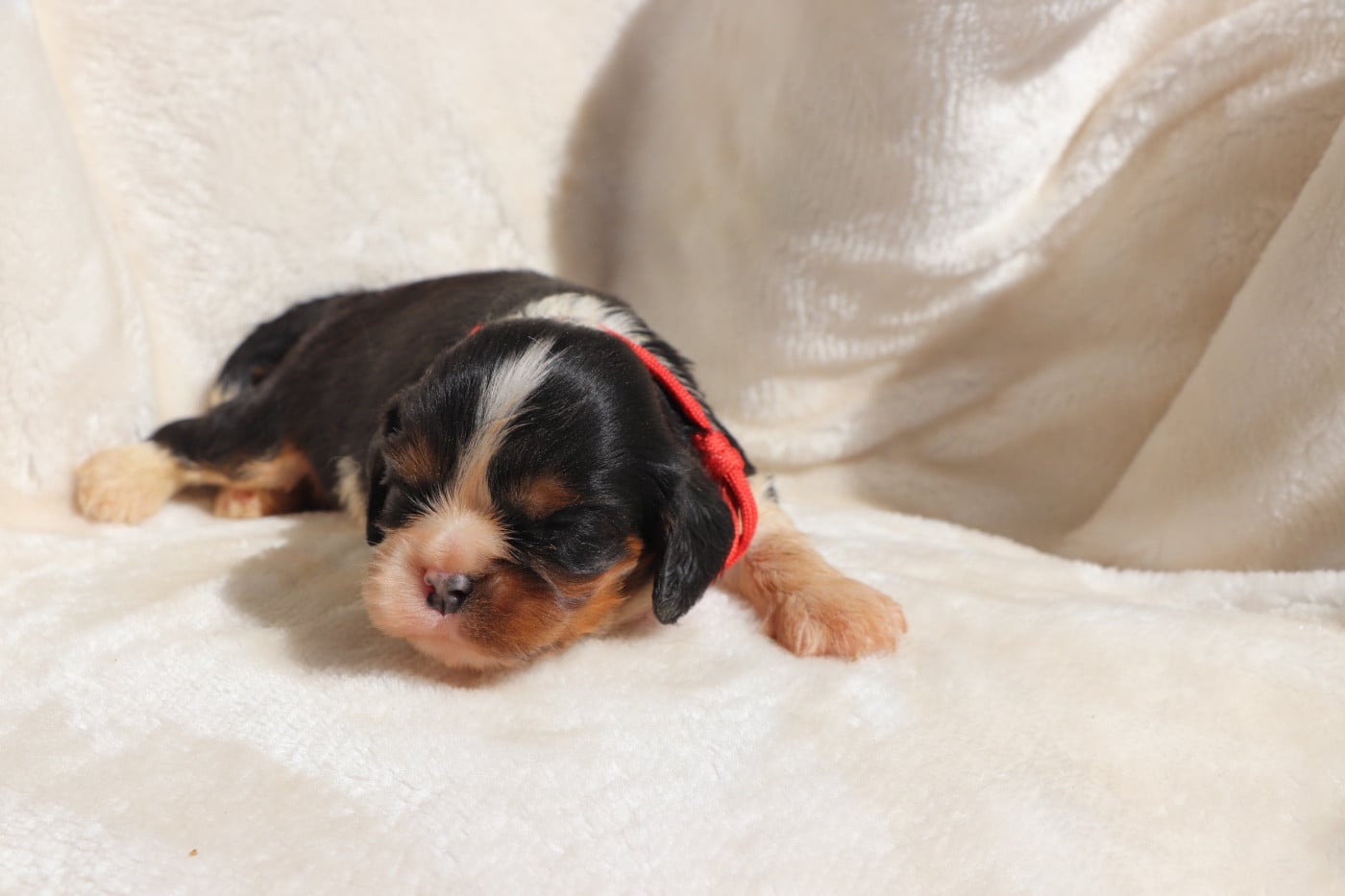 Chiot N°1