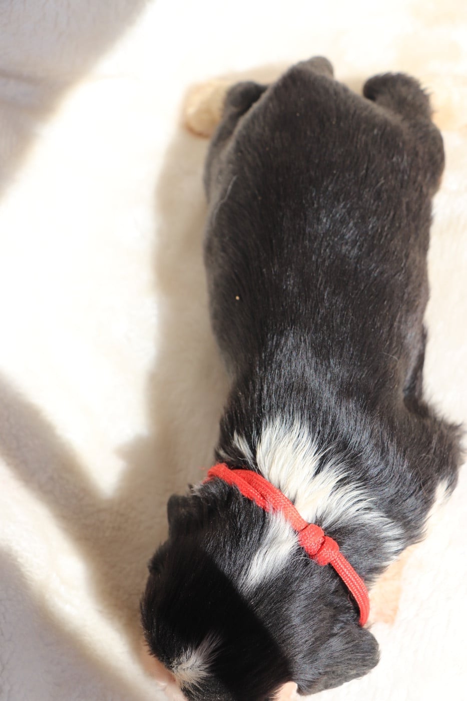 Chiot N°1