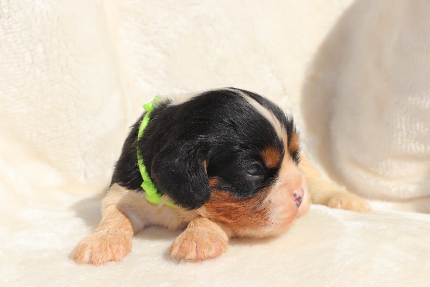 Chiot N°2