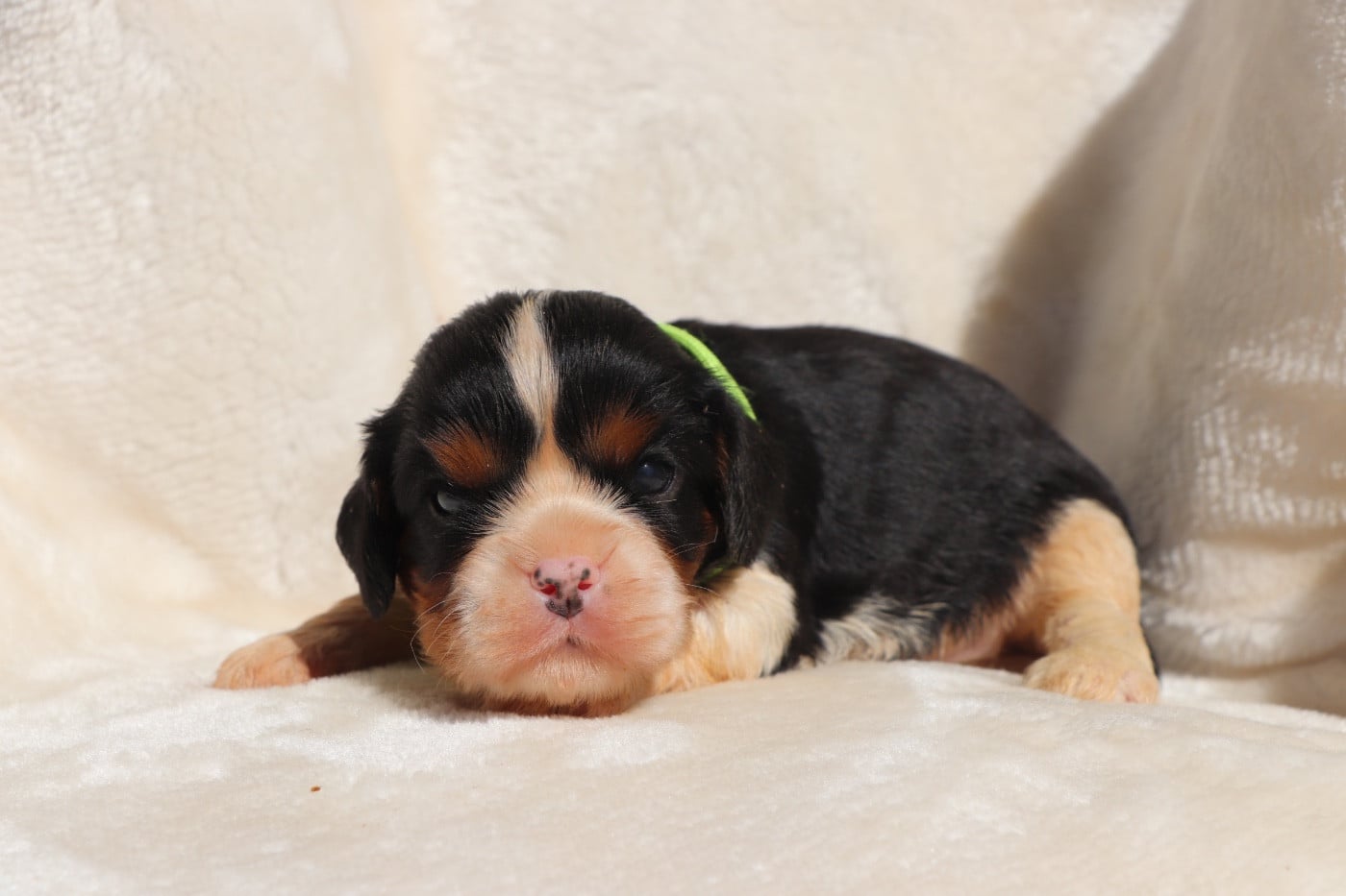 Chiot N°2