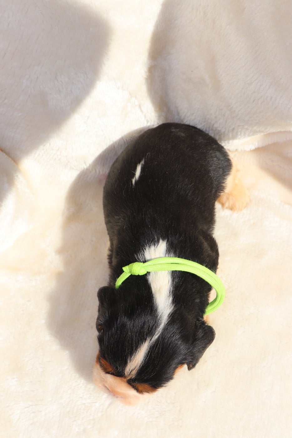 Chiot N°2