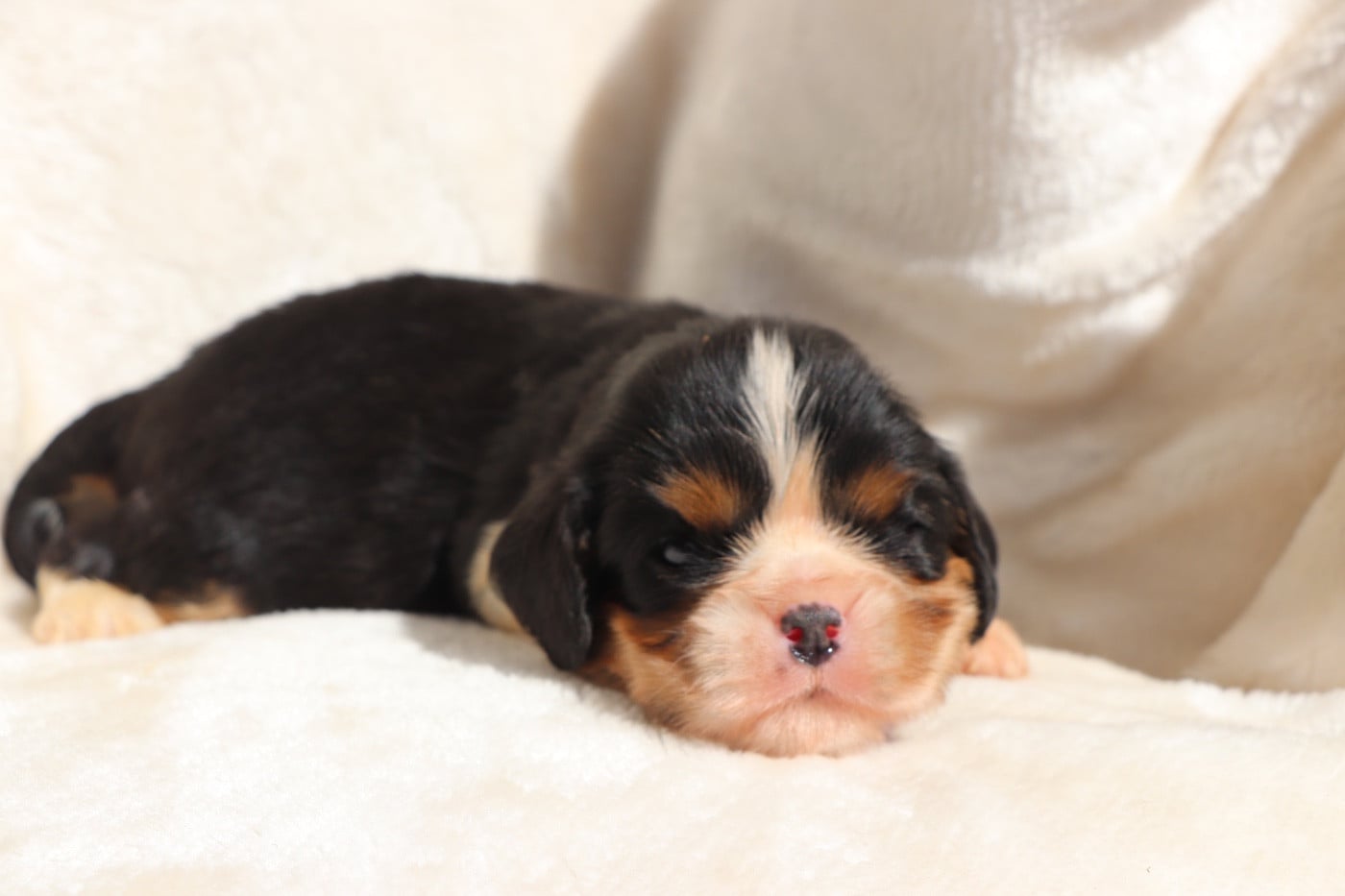 Chiot N°3