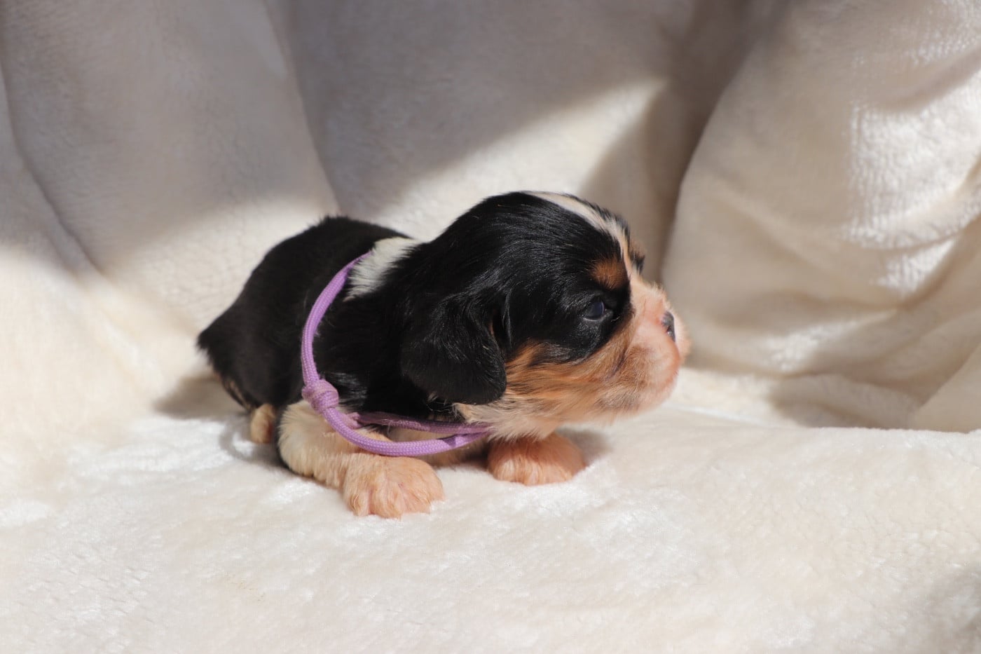 Chiot N°3