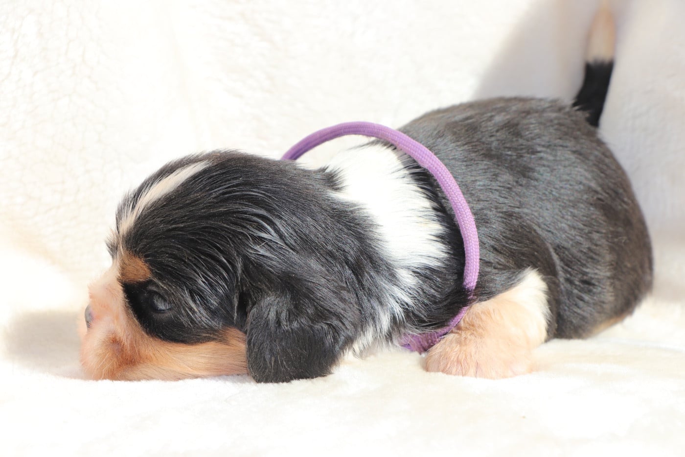 Chiot N°3