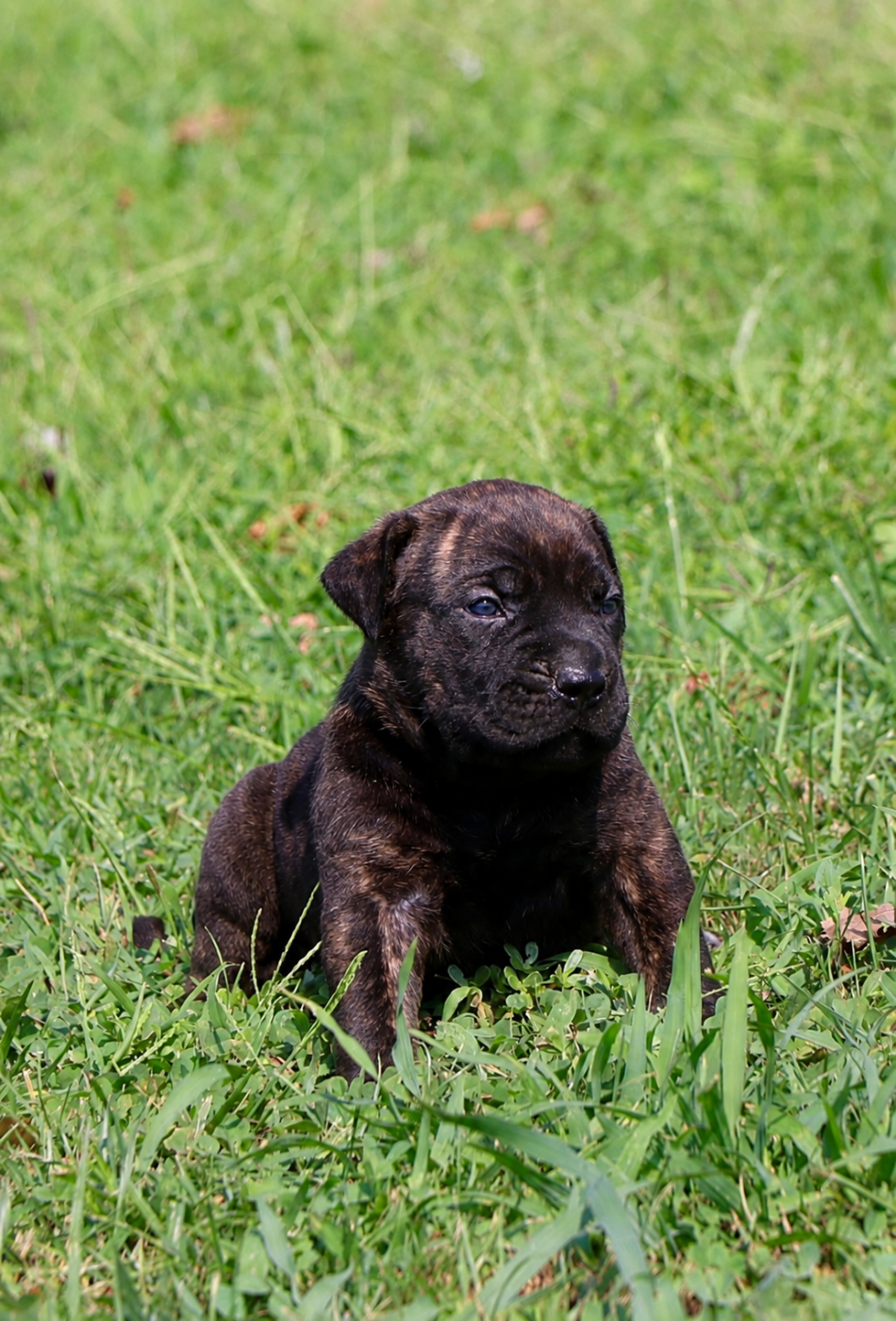 Cane Corso - Du Royaume De Pandess