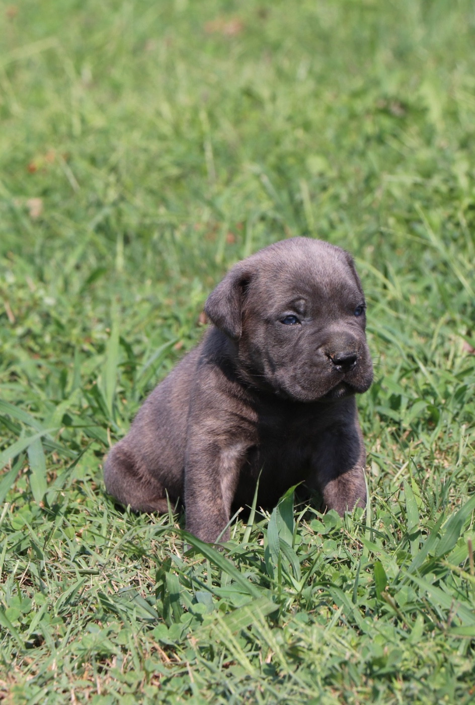 Chiot N°3 - Cane Corso