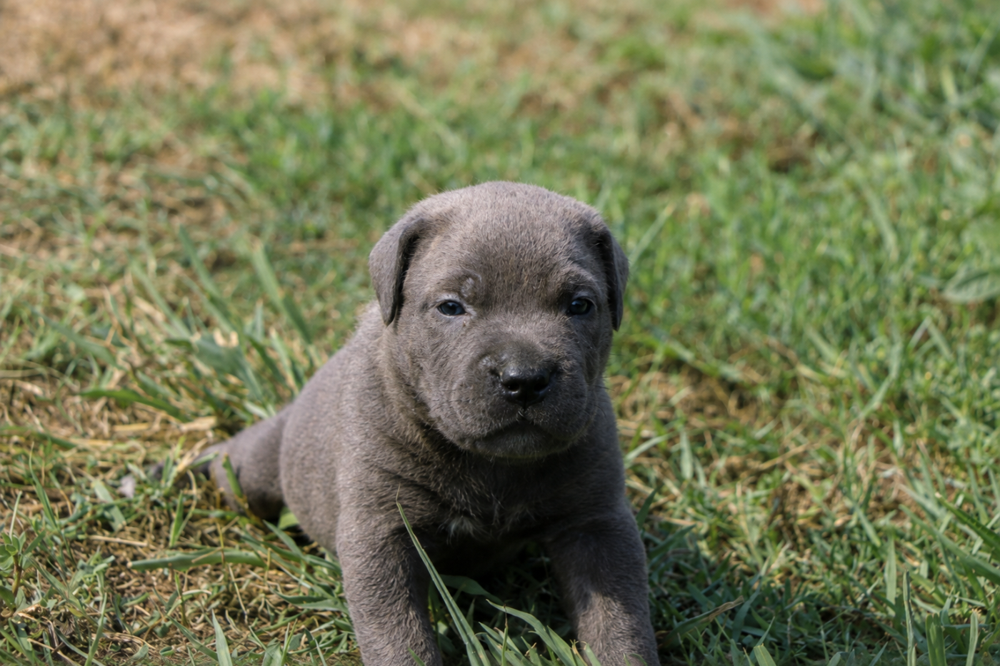 Chiot N°4 - Cane Corso