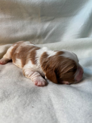 Les chiots de Cavalier King Charles Spaniel