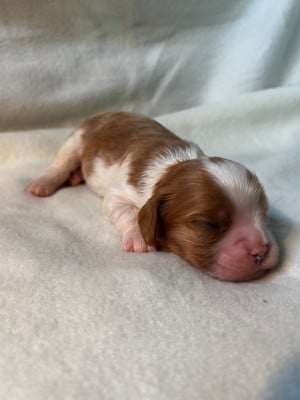 Les chiots de Cavalier King Charles Spaniel