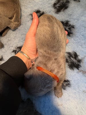 Les chiots de Cane Corso