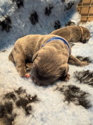 Les chiots de Cane Corso