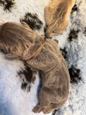 Les chiots de Cane Corso