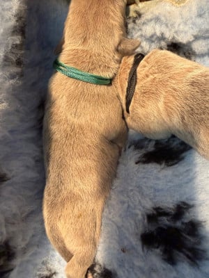 Les chiots de Cane Corso