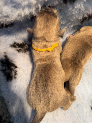 Les chiots de Cane Corso