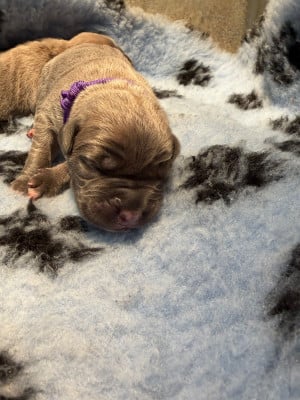 Les chiots de Cane Corso